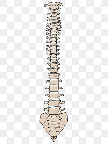 pngtree-spine-human-body-structure-image_2248396